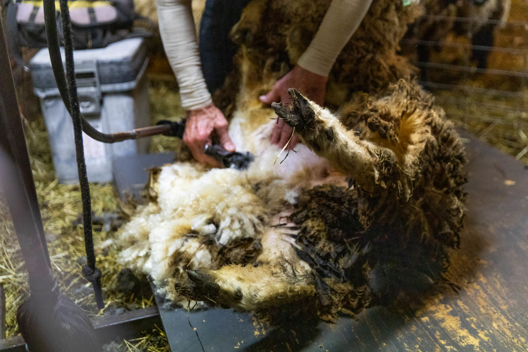 0929_wdj_sheepshearing_SS4.JPG